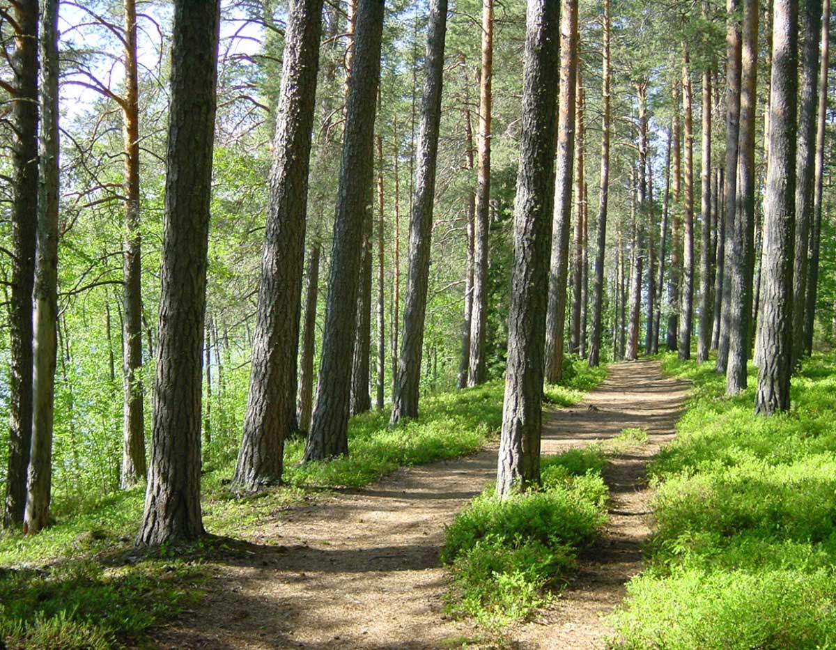 Kirkkoniemi - Visit Laukaa